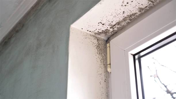 Best Basement Mold Remediation in Vance, AL