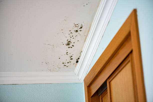 Best Residential Mold Remediation in Vance, AL