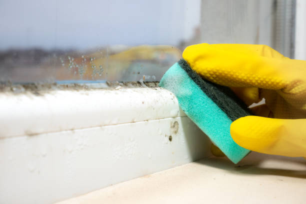 Best Bathroom Mold Remediation in Vance, AL