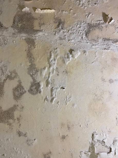 Best Bathroom Mold Remediation in Vance, AL