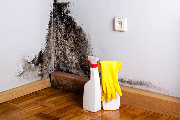 Best Residential Mold Remediation in Vance, AL