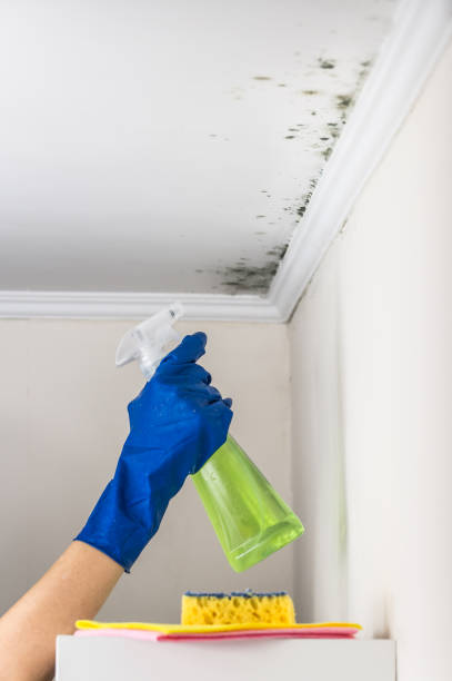 Best Mold Remediation for Specific Building Types in Vance, AL