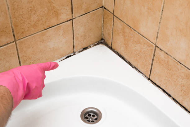 Reliable Vance, AL Mold Remediation Solutions